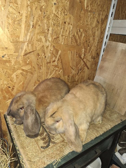 Iepuri berbec german