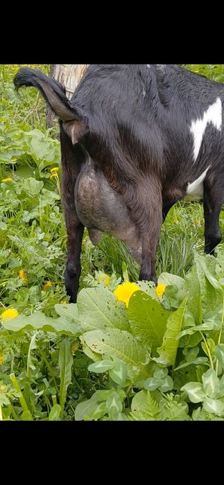 Коза нубийская 1 окот