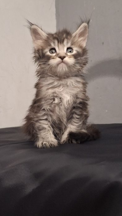 12 Чемпионов Мира в родословной