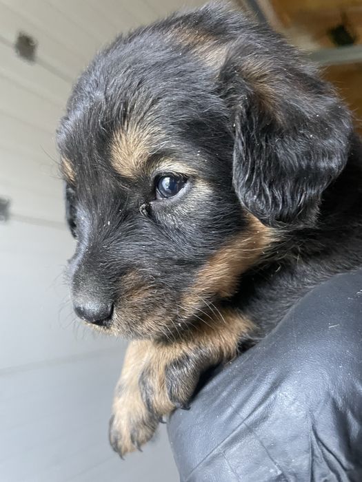 Adoptie catei Teckel