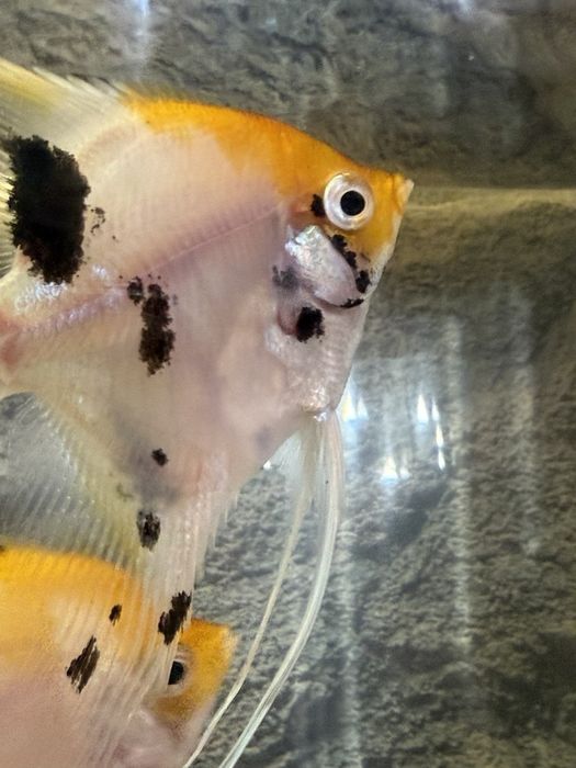 Скалярии-аквариумные рыбки