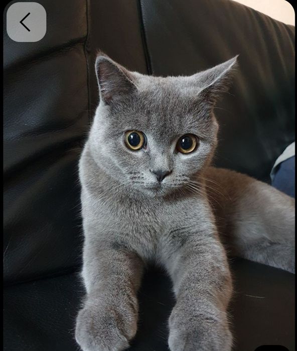 British male cat