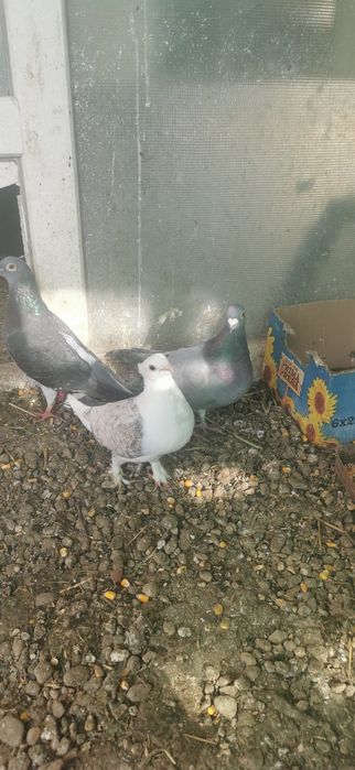 Porumbei diverse rase