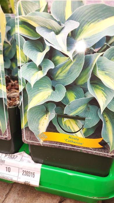 Хосты и другие многолетники