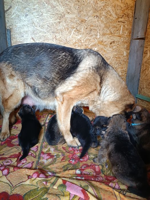 Щенок немецкой овчарки.