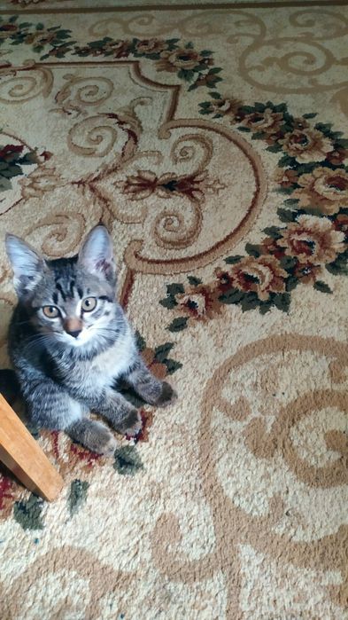 Котята в хорошие руки.
