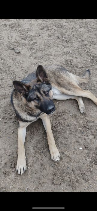 Отдам в хорошие руки собаку