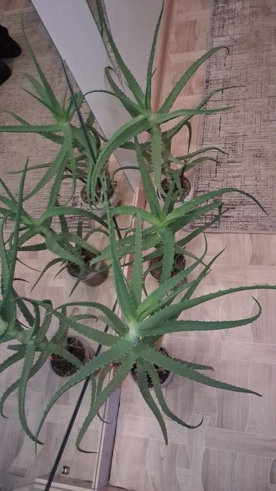 Продам Алое район Аблакетка