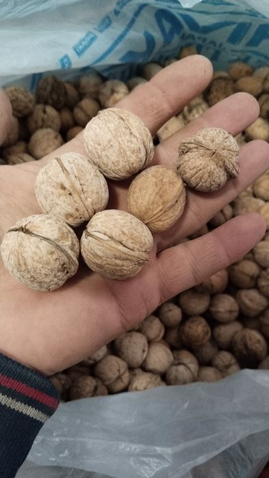 Орех грецкий жангак