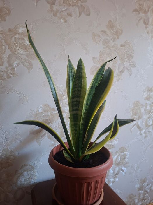 Сансивиерия (Sansevieria)
