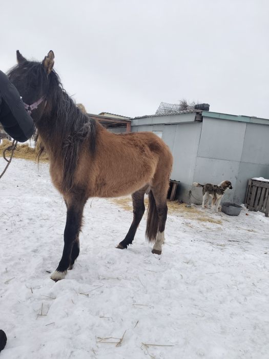Кобыла 4 года жеребая