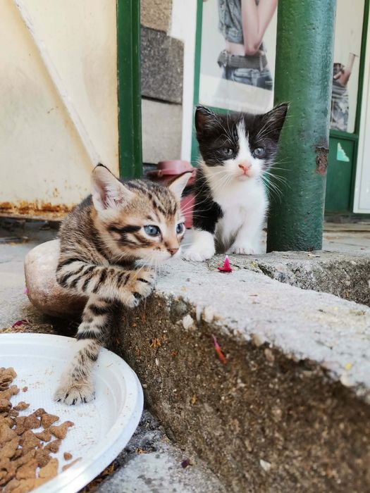 Подарявам котенца