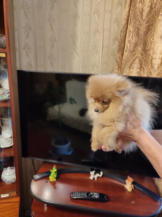 Померанский шпиц. Мини, мини девочка от Чемпиона.