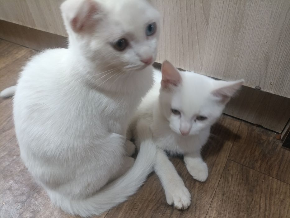 Котики породистые