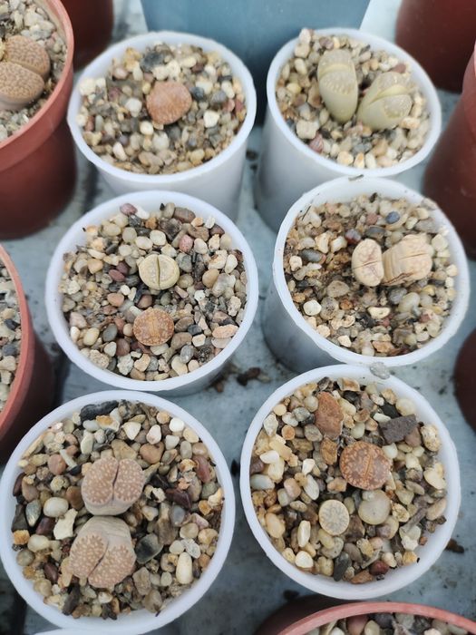 Продаются домашние суккуленты