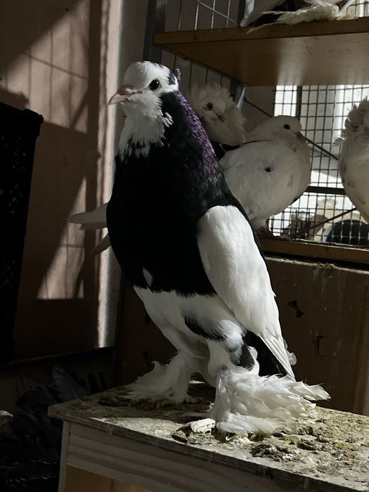 Голубь дутышь (самец)