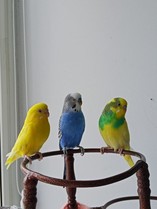Продам 3 попугая с клеткой