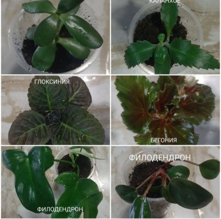 Разные комнатные цветы. По 500тг.