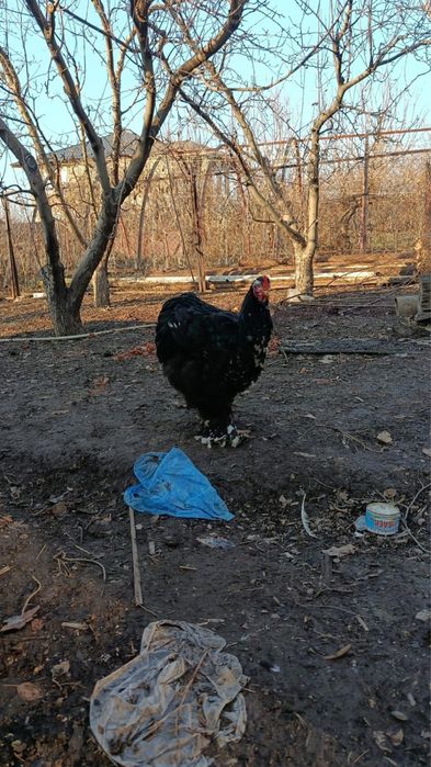 Петухи Кохинхин ланшаль