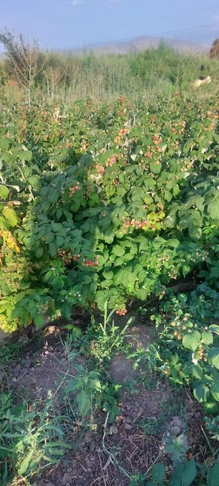 Малина ремонтатная очень хорошего сорта