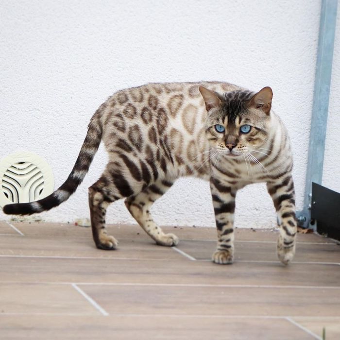 Бенгальский белоснежный котенок