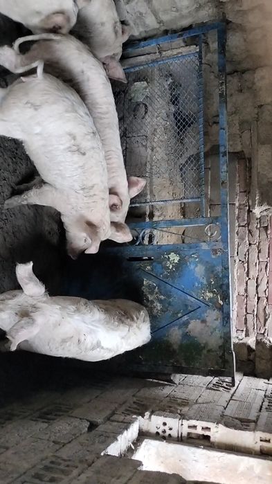 Продавам прасета ландра село трапоклово