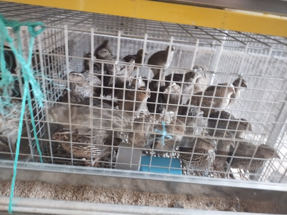 Bedna tuxum qo'yadigan srochna sotladi