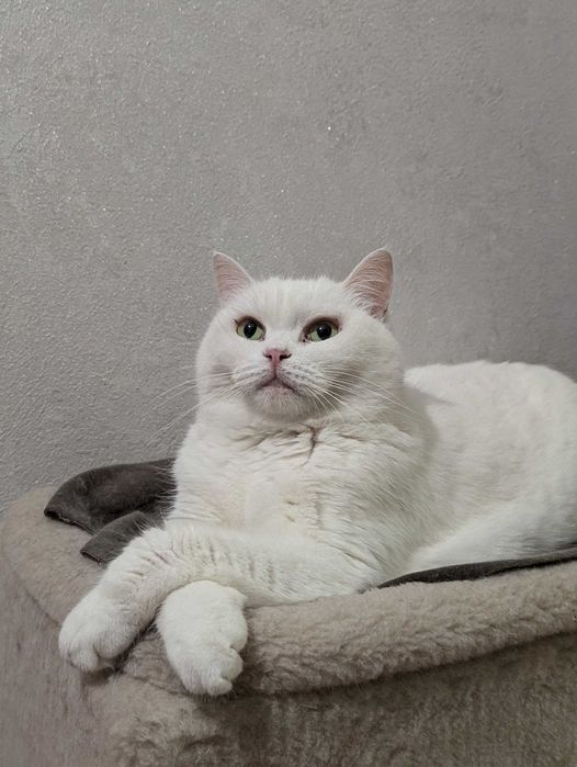 Ищем любящий дом для кошечки