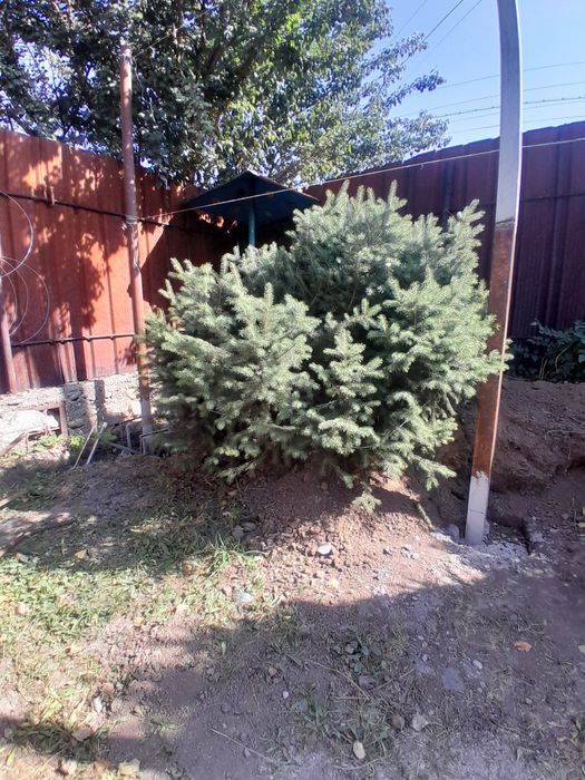 Ель голубая две штуки