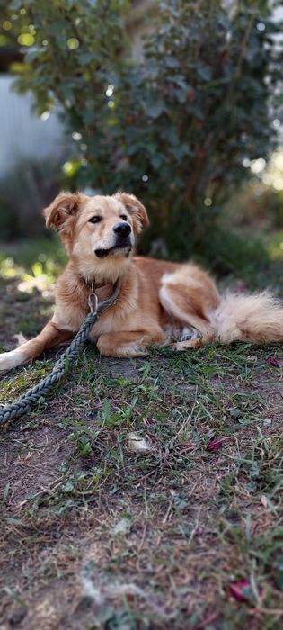 ЗвонОчки , кОмпаНьеНы, сТорожа ОхраНиики Ждут любящих хозяев