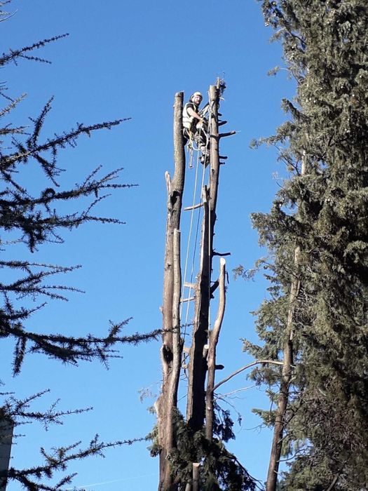 Премахване на опасни дървета, оформяне, рязане, кастрене Tree Service