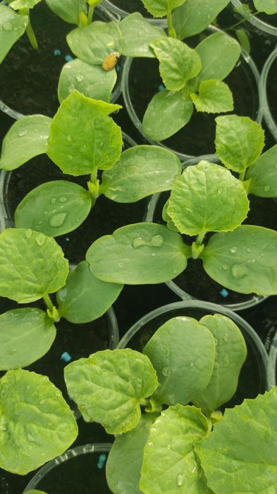 Предлагам разсад краставици, тиквички, пъпеши, дини