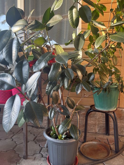 Фикус. Комнатные растения