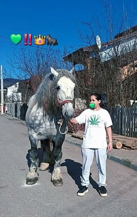 De vanzare Harmasar bland