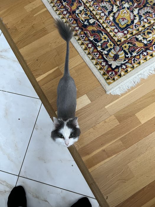 Кошку в добрые руки