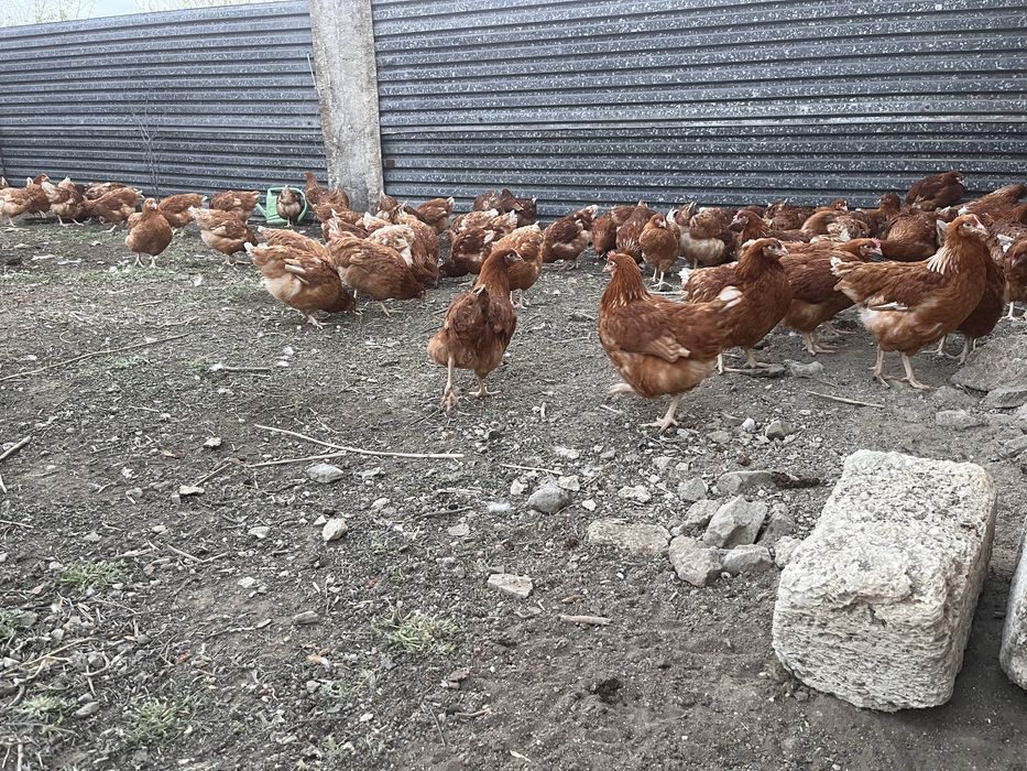 Продам куры ломан браун