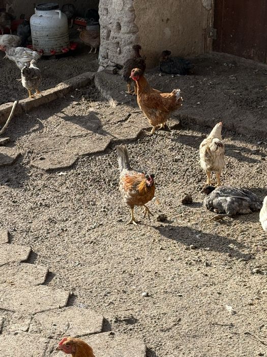 Млади петлета за месо