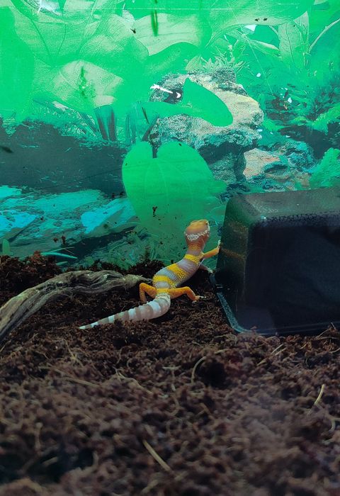 Эублефар. Малыш. Продается.