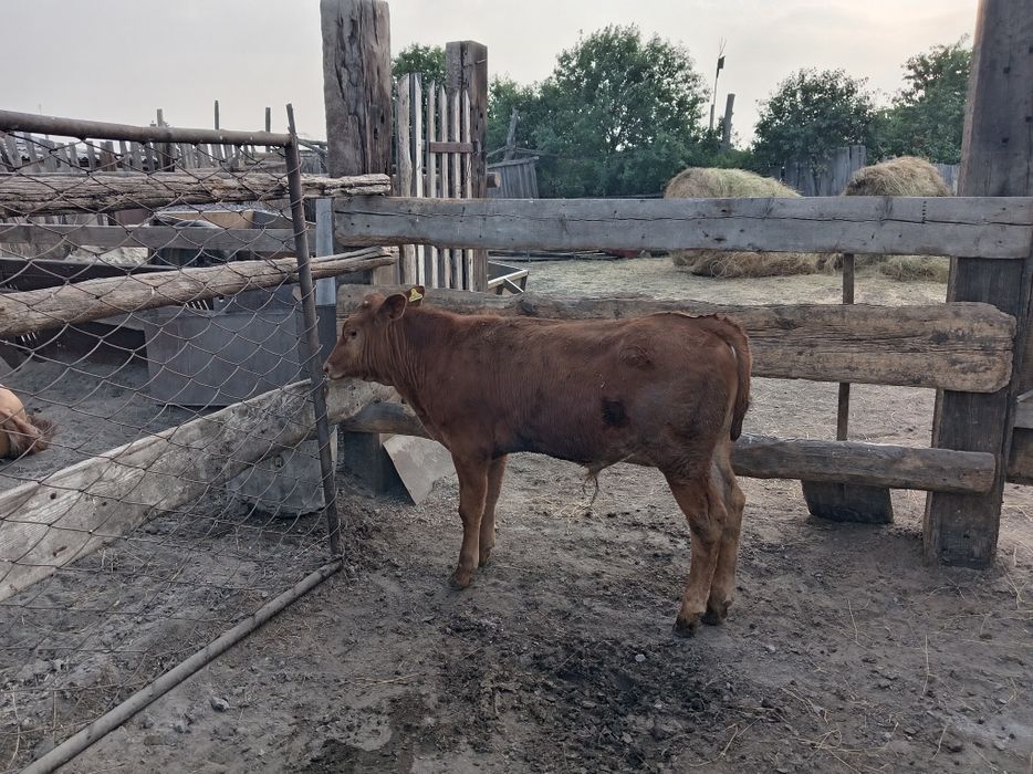 Продам коров с телятами