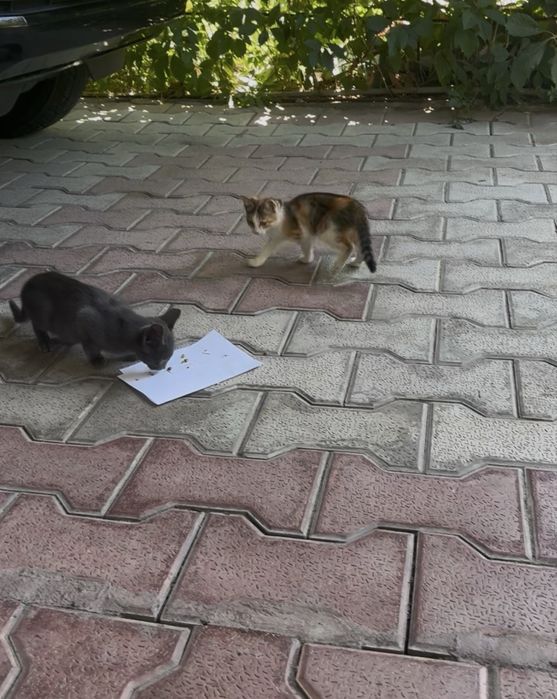 Кошка и 2 котеночка