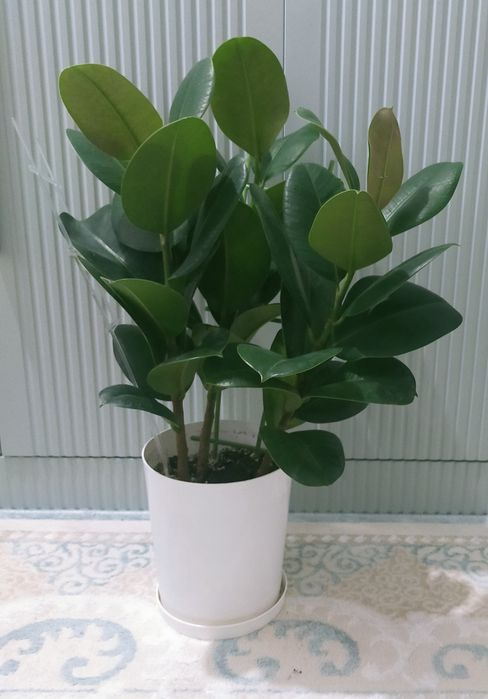 Комнатные цветы.