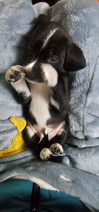 Щенки. Мама, Кокер спаниель.