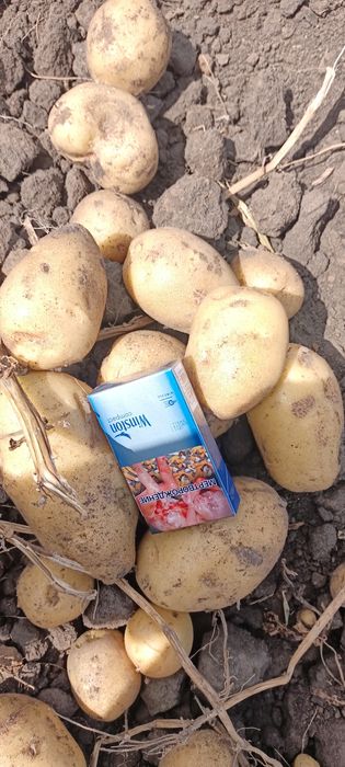 Картофель местный