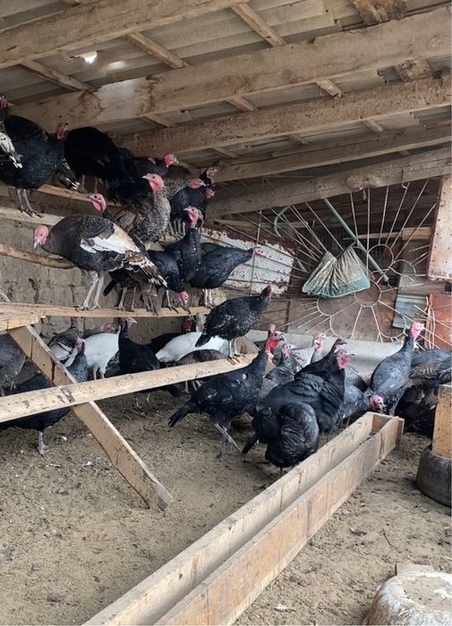 Индейка по 18000