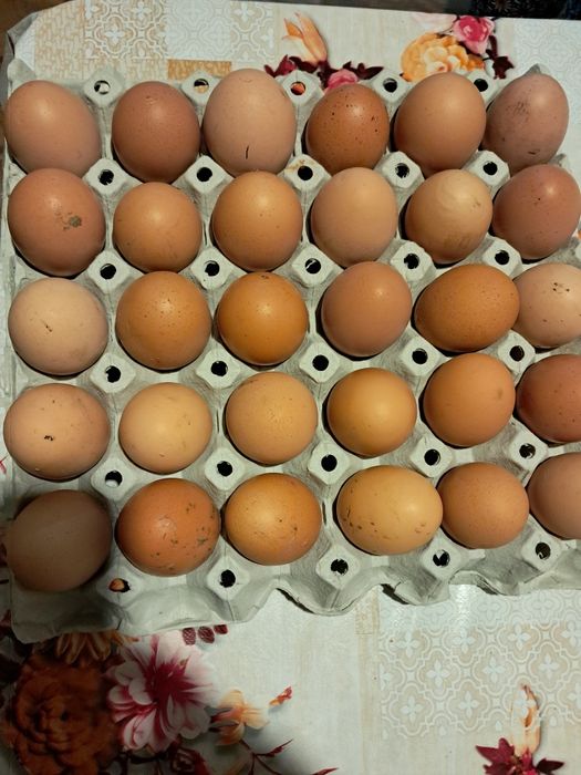 Vând ouă de găină