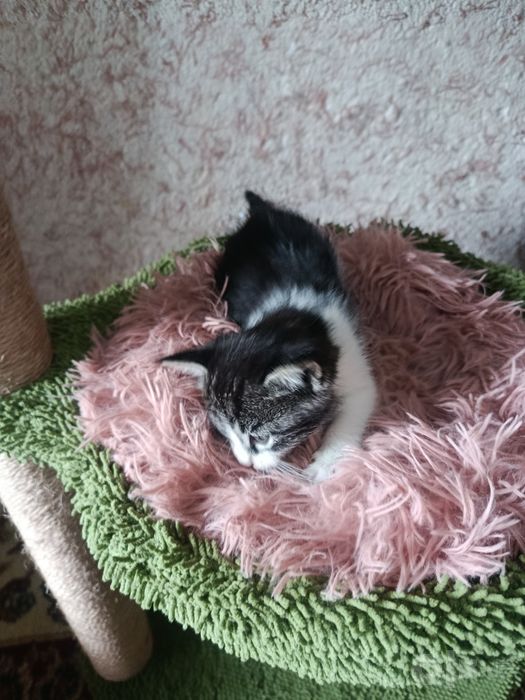 Адам в добрый руки