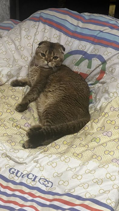 Скотиш Фолд Шотландский вислоухий