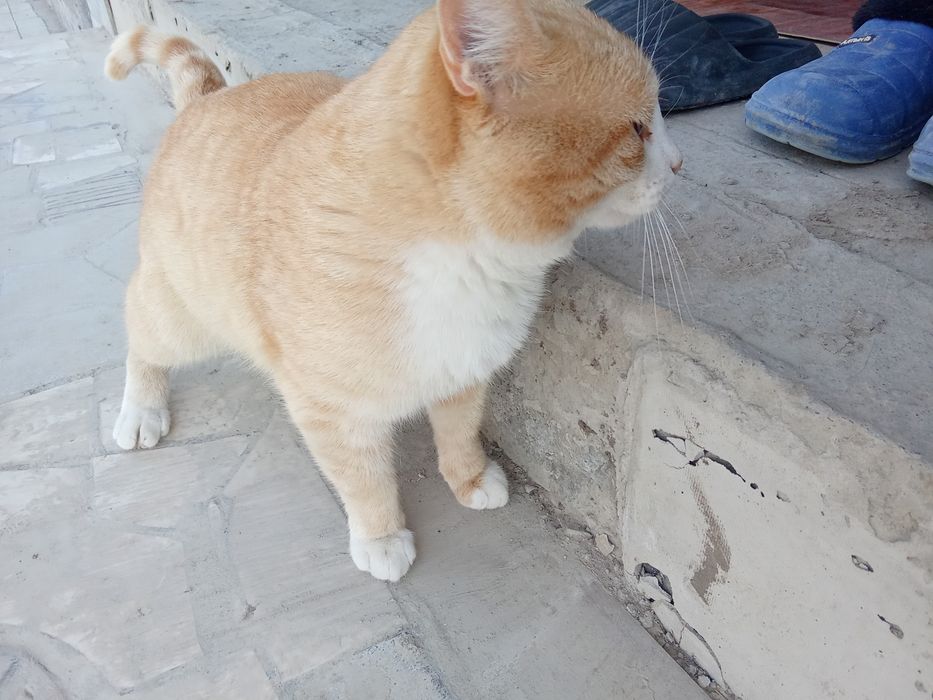 Кошка самец 2годика