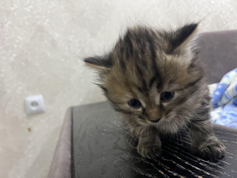 Отдам котенка 1 месяц