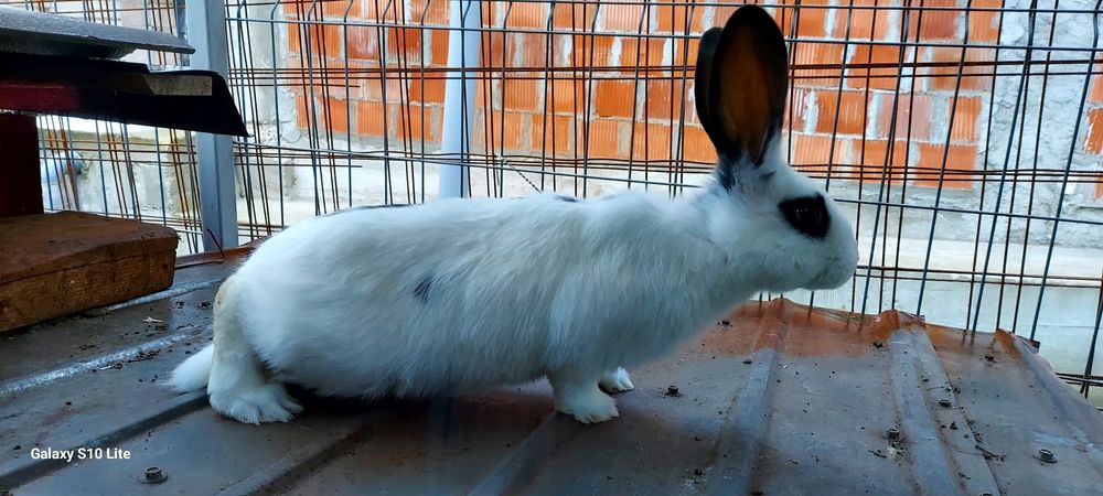 Vând iepurași de trei luni